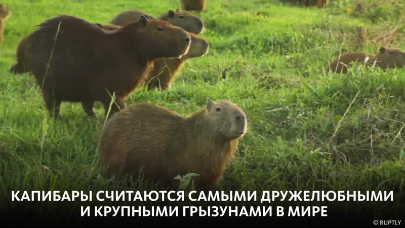Капибары отдыхают