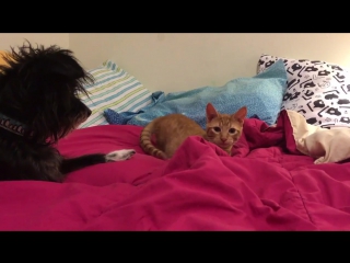 Dog prevents kitty sneak porn