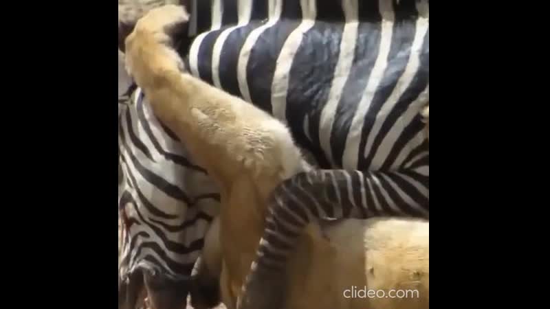 Охота львицы на зебру