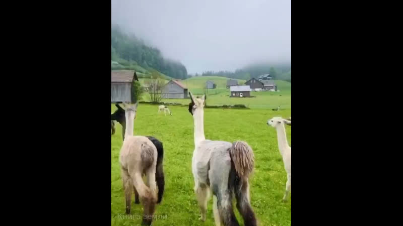 Завораживающие альпаки!