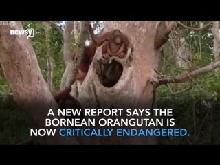 Can we save orangutans