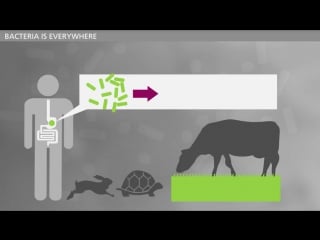 Introduction to bacteria, by bioinformatician, phd, peder worning