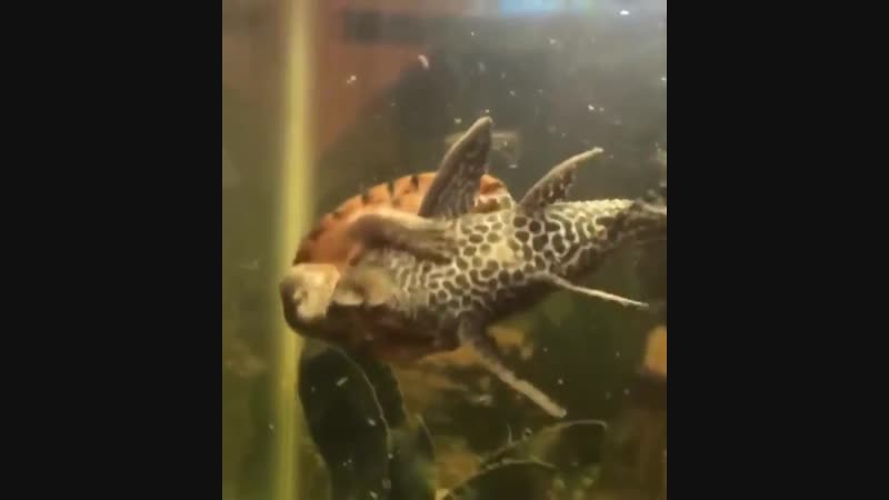 Смешное видео черепаха схватила рыбу мертвой хваткой рыбалка ловить поймать рыбу и удержать любой ценой шок, супер прикол
