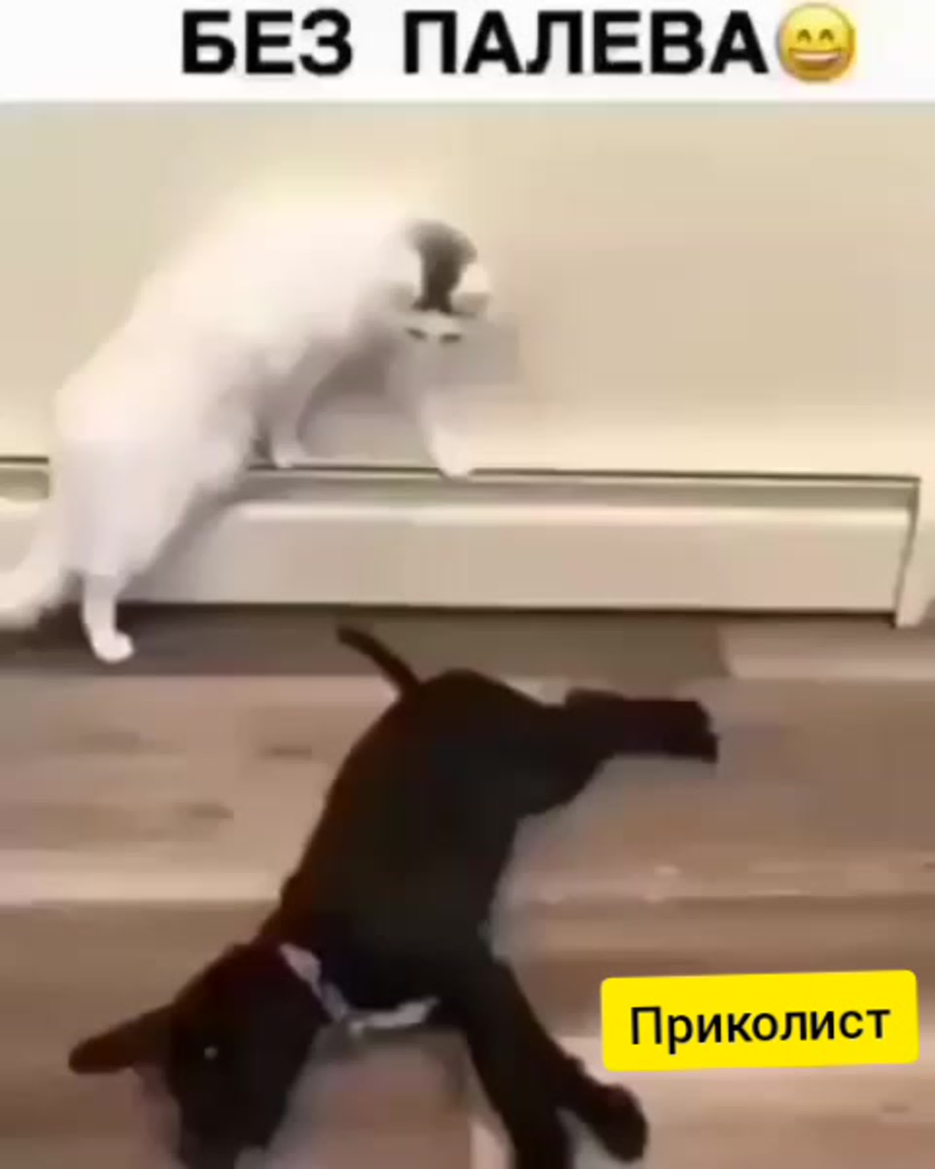  Zoophilia and 3д сперма внутри Пришол ночью домой пьяный watch online