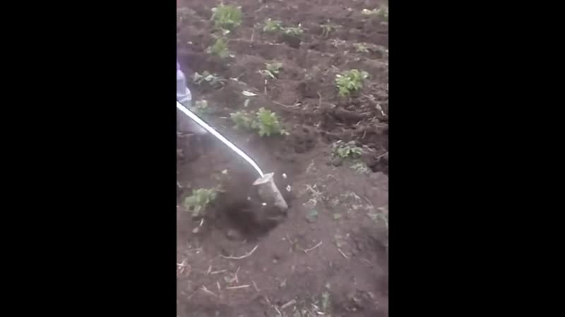 Необычная прополка