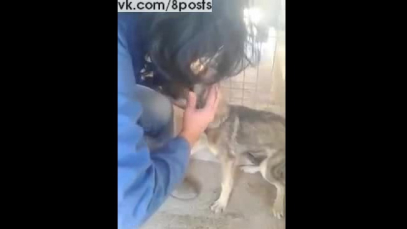 Perro porn video – Женщина гладит молодые, подвергшуюся секс / mujer acaricia un perro por primera vez luego de ser maltratado durante años
