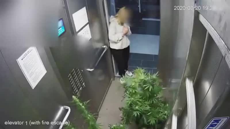 Конопля с квартиры на квартиру