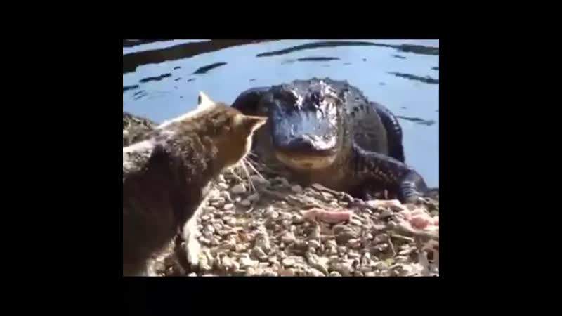 Доминируй, властвуй, унижай 😎