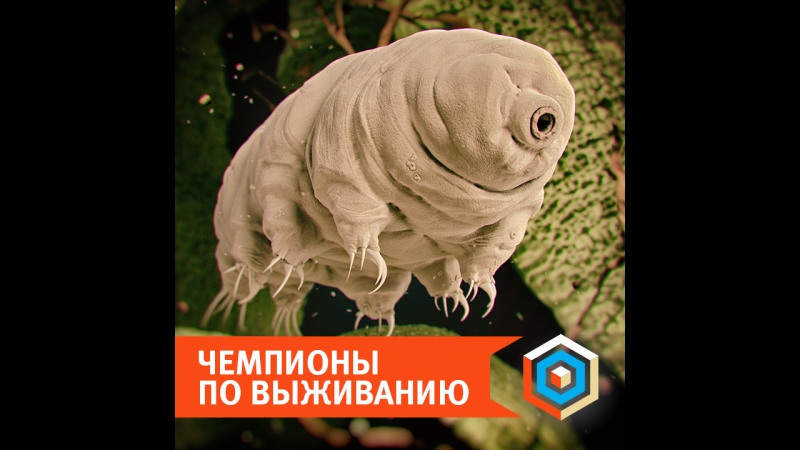 Чемпионы по выживанию