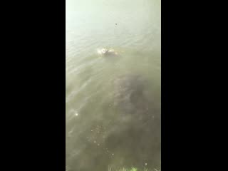 Warrior spirit honey blossom ( рой ) ( ghw ureula vennidor sozvezdiye magii zhemchuzhnyy amulet )