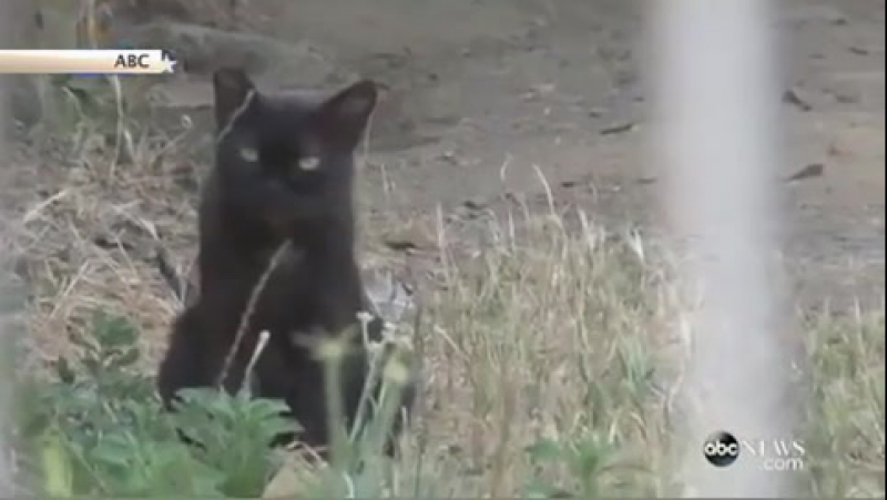 Не разлей вода кошка и медведи подружились в калифорнийском зоопарке
