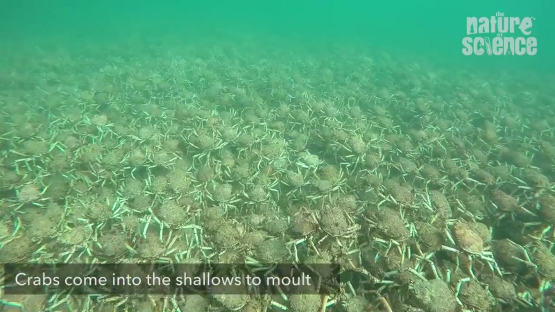 Крабы наступают