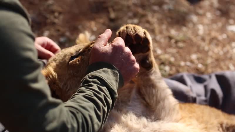 Как снимался фильм «миа и белый лев»