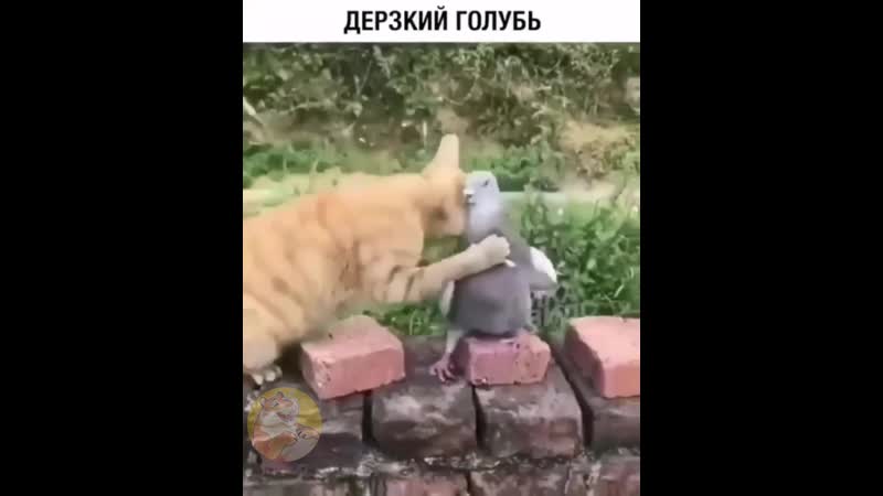 Борцуха братуха