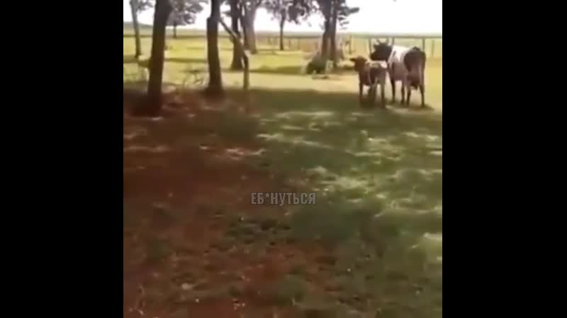 Говядина vs баранина