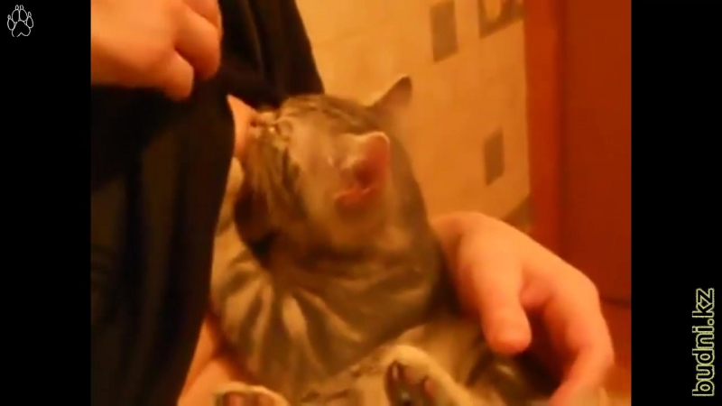 Молокоотсос био бляхамуха (18+)