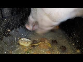 Свинья ест голодный cute pig feeding pig eating slop hungry