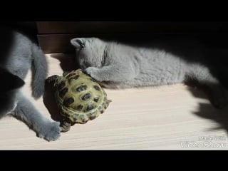 Милашка и черепашка помёт d plush blue ray