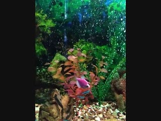 Sl mo vid 20190219 175417 mp4