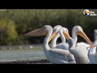 Pelicans have the craziest way of yawning