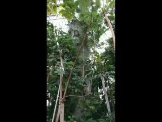 Tokiohotel whatif videoset