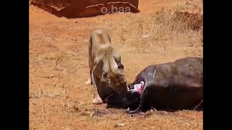 Чаще всего львы не могут полностью съесть добытого зверя, так что большая его часть достанется падальщикам