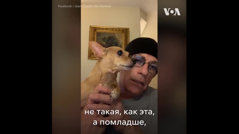 Жан клод ван дамм спасает чихуахуа
