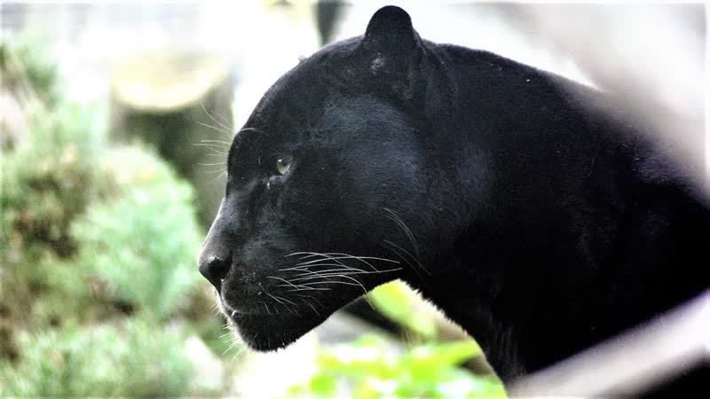 Заражение демонами агрессии