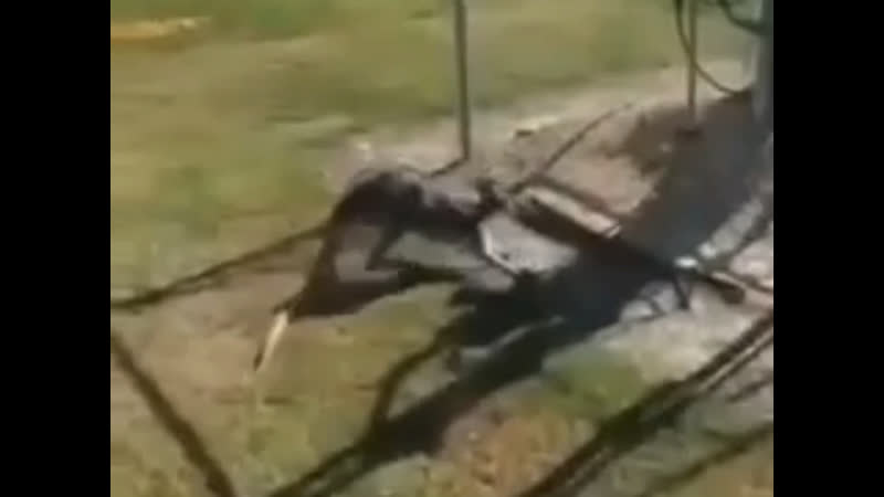 Австралию унаследуют кенгуру 32% австралийцев в возрасте от 16 до 24 лет считают себя педерастами