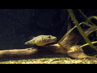 Тетраодон байлей хайри пуффер(tetraodon baileyi hairy puffer)