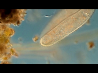 3 coniugazione in paramecium