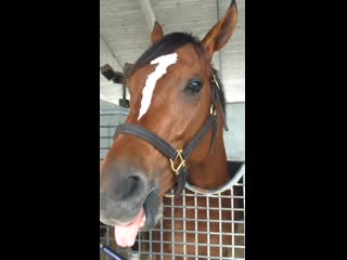 Happy to have maximum security back home in s florida! he arrived yesterday at trainer jason servis barn