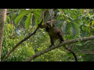 Bbc чудо водопады игуасу / natural world the falls of iguacu (2006)