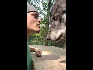 Встреча с волком