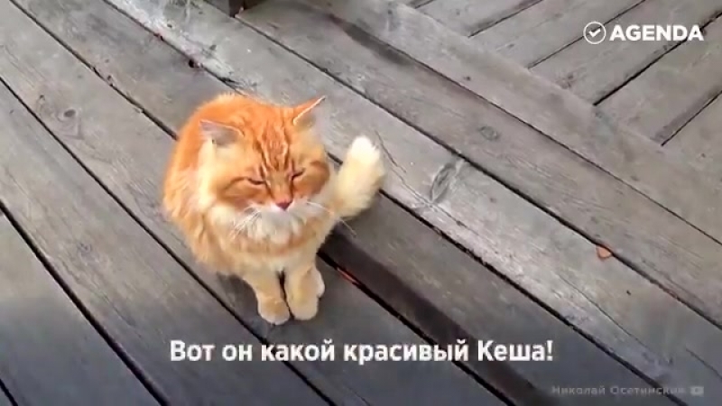 История кота кеши легендарного смотрителя острова кижи