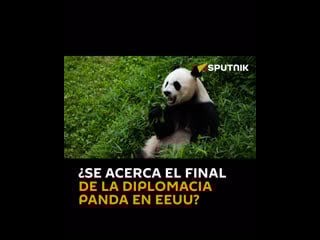 Últimos pandas en eeuu
