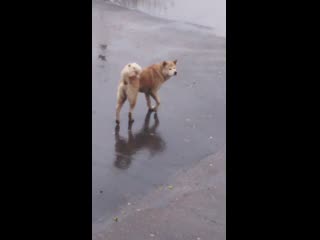 Видео от alena chirkova