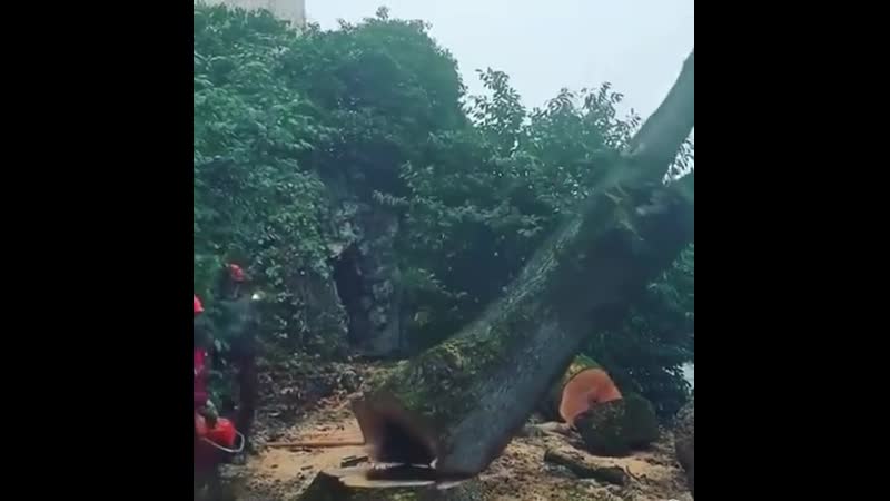 Лесорубы юморят