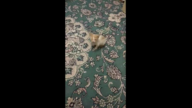 Леха(кутузов)