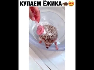 Купаем ёжика