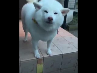 Woof mp4