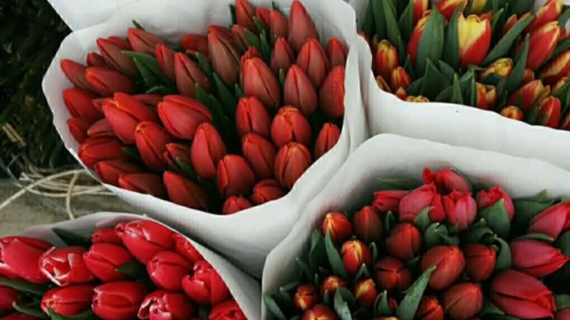 Тюльпаны в наличии на камчатке опт и розница 89248934515 89199778515