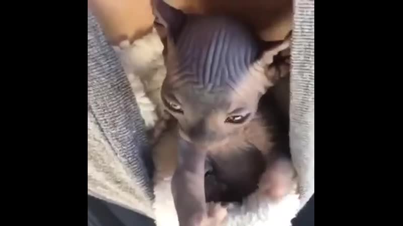 Лысый котеночек!