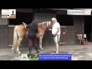 Was machen reitende vor dem reiten vorbereitung des pferdes vor dem aufstieg