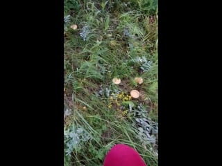 Vid 20170709 114302 mp4