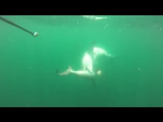 Tiger shark attacks hammerhead