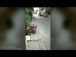 Reaksi kucing melihat majikannya sedih 😚 cute cat compilation ❤️ mp4