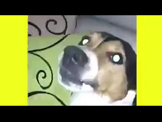 Rien que le nom ça rend agressif 😂 mp4