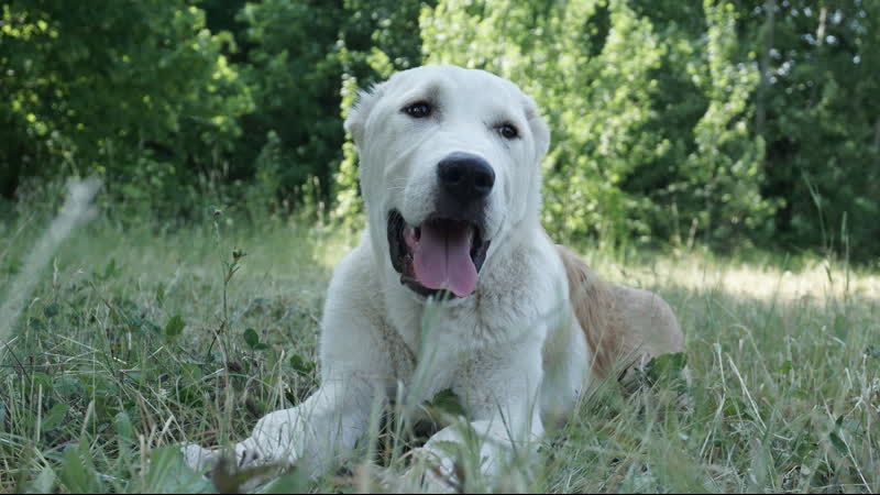 Зур баши юлбарс (свободен) +7 937 36 999 03;