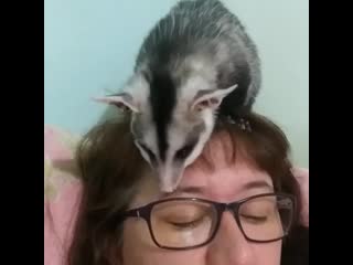 Where have you been, my possum friend?